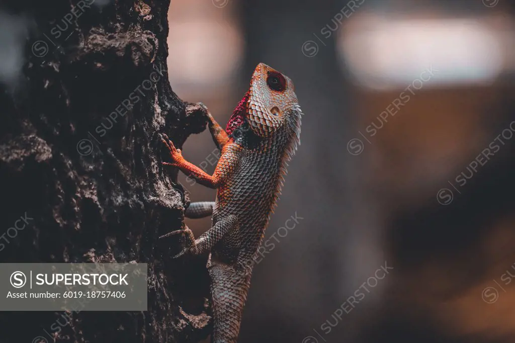 Lizard sitting on the tree branch