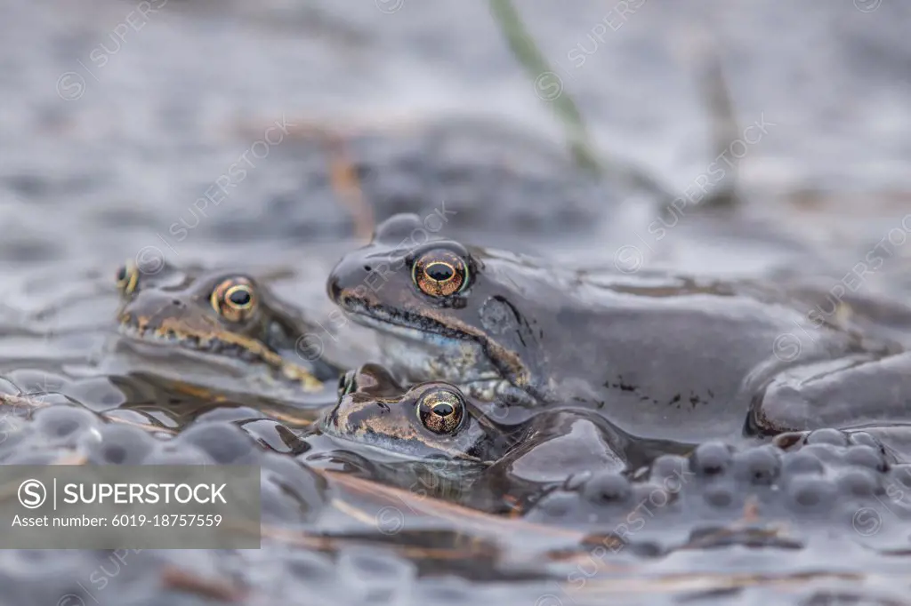 frogs  with eggs in pond