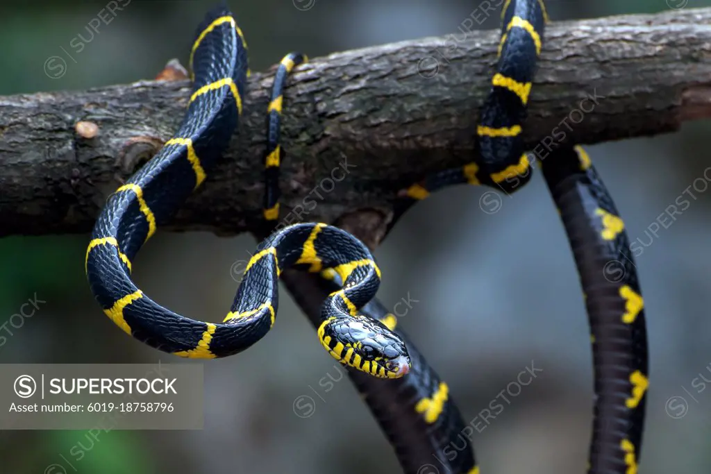 The gold-ringed cat snake in various position