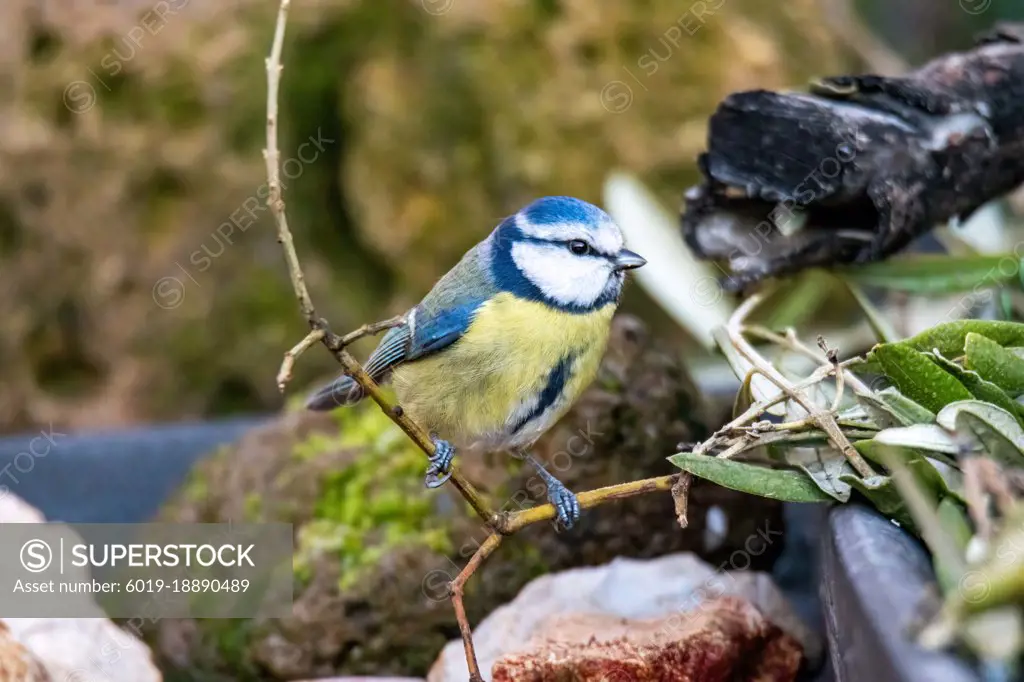 blue tit bird posed in search of food