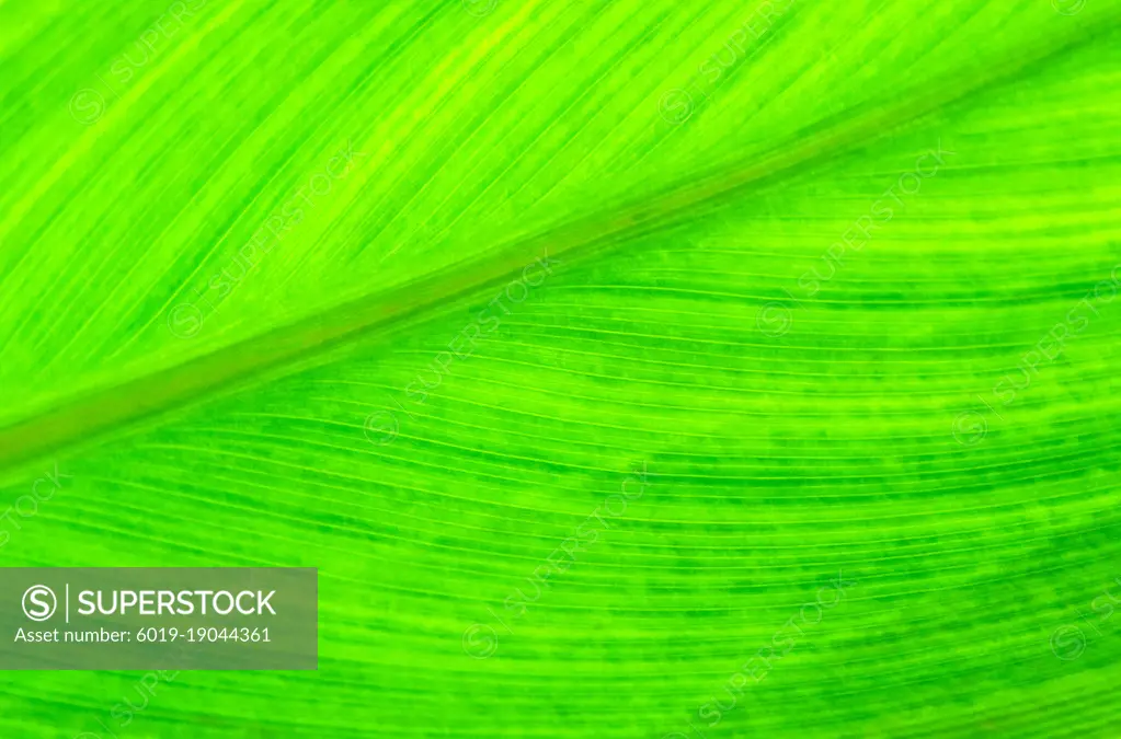 Abstract Macro Detail of a Leaf