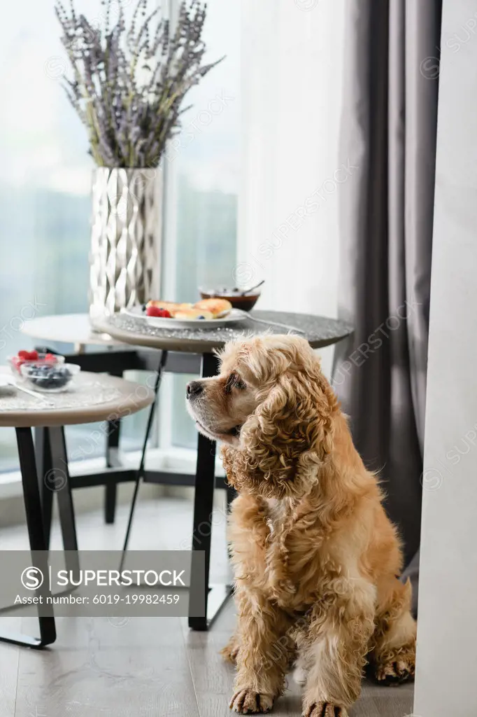 Spaniel on the background of a table with a delicious breakfast.