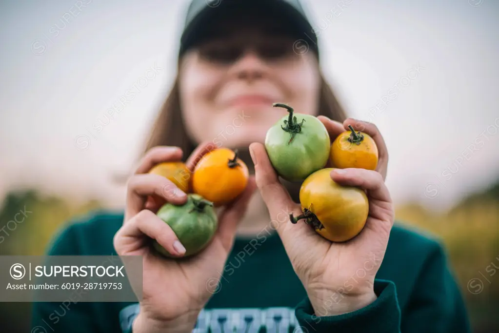 Woman gathering ripe tomatoes in the garden