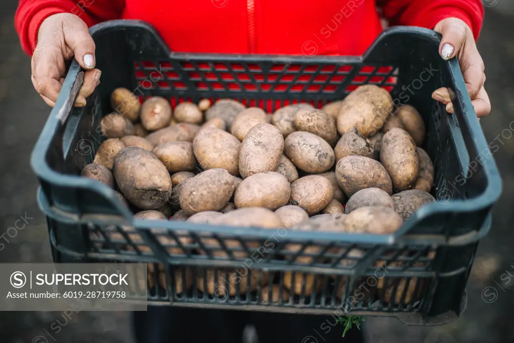 Adult Woman Holding potatoes  From Her Garden