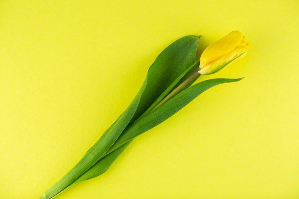 yellow tulip on yellow background