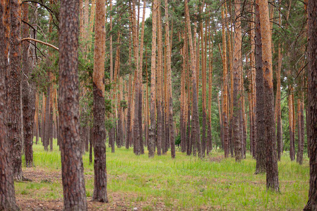 pine forest in summer in cloudy weather