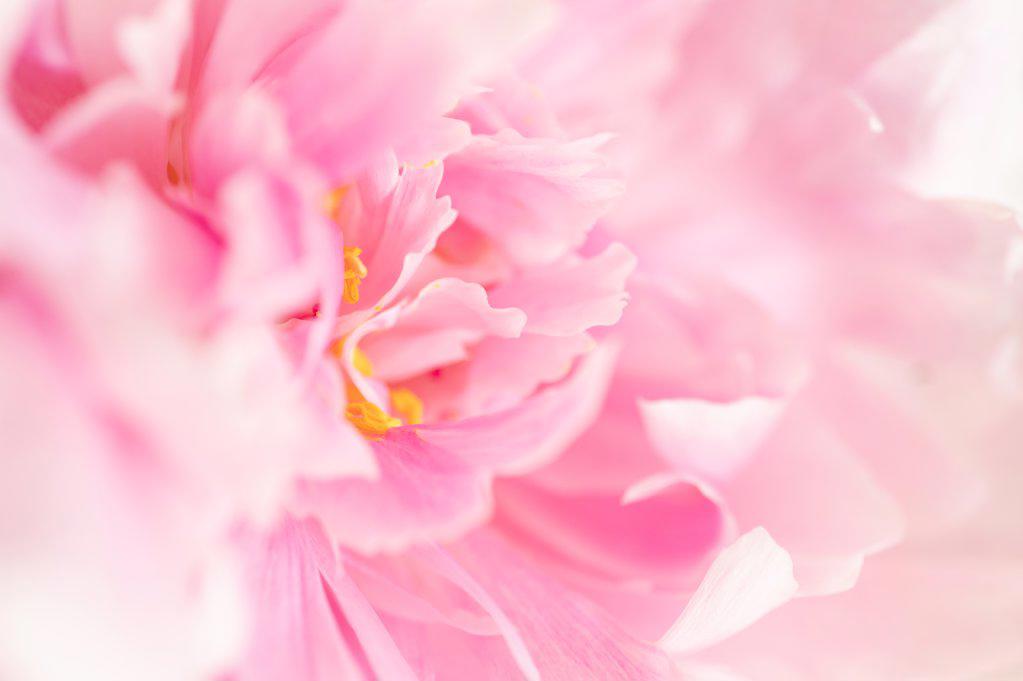 Close Up View of Ruffled Pink Peony Petals
