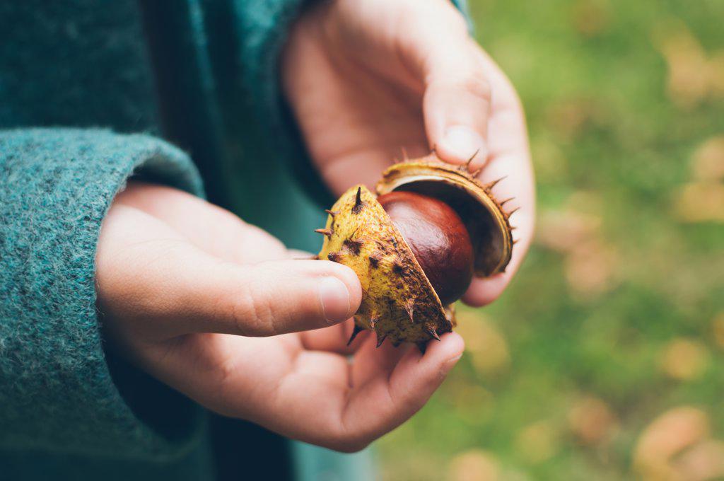 Chestnut fruit in prickly peel in hands of girl in autumn coat