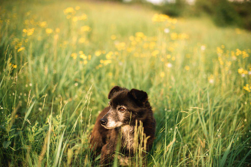 Resting dog on grass in flowers field