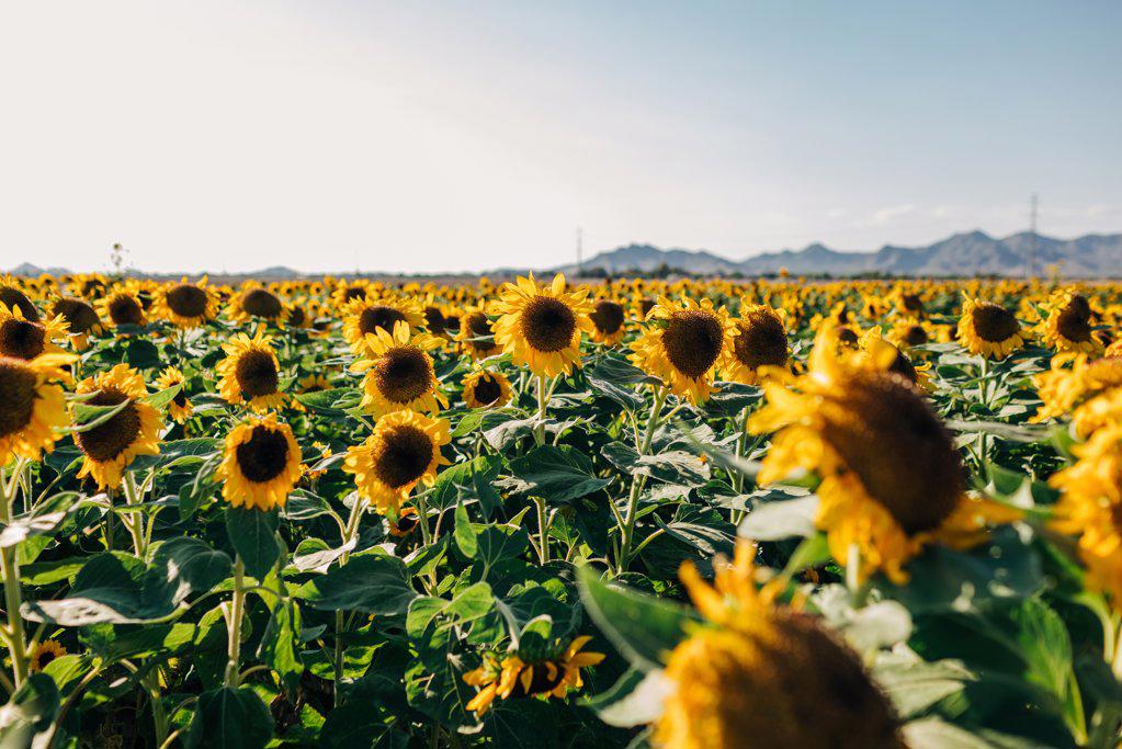 Sunflower field with mountains in the background on sunny day