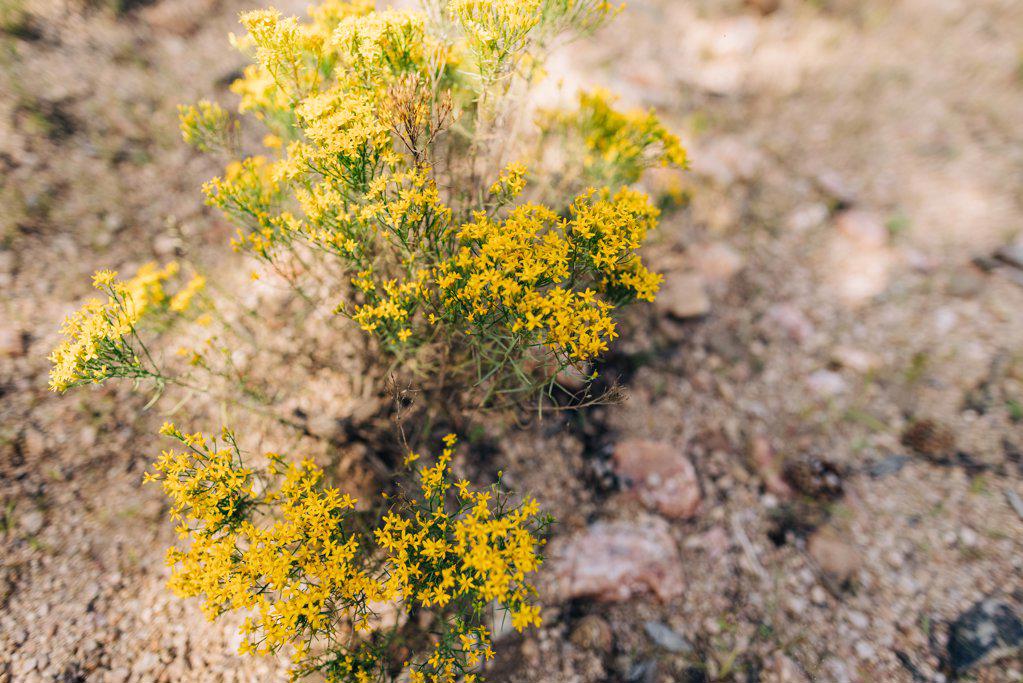 Silver cassia yellow plant in desert landscape of Prescott