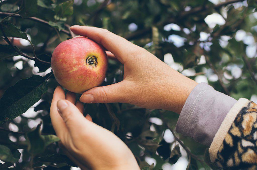 Women's hands pluck red ripe apple from branch