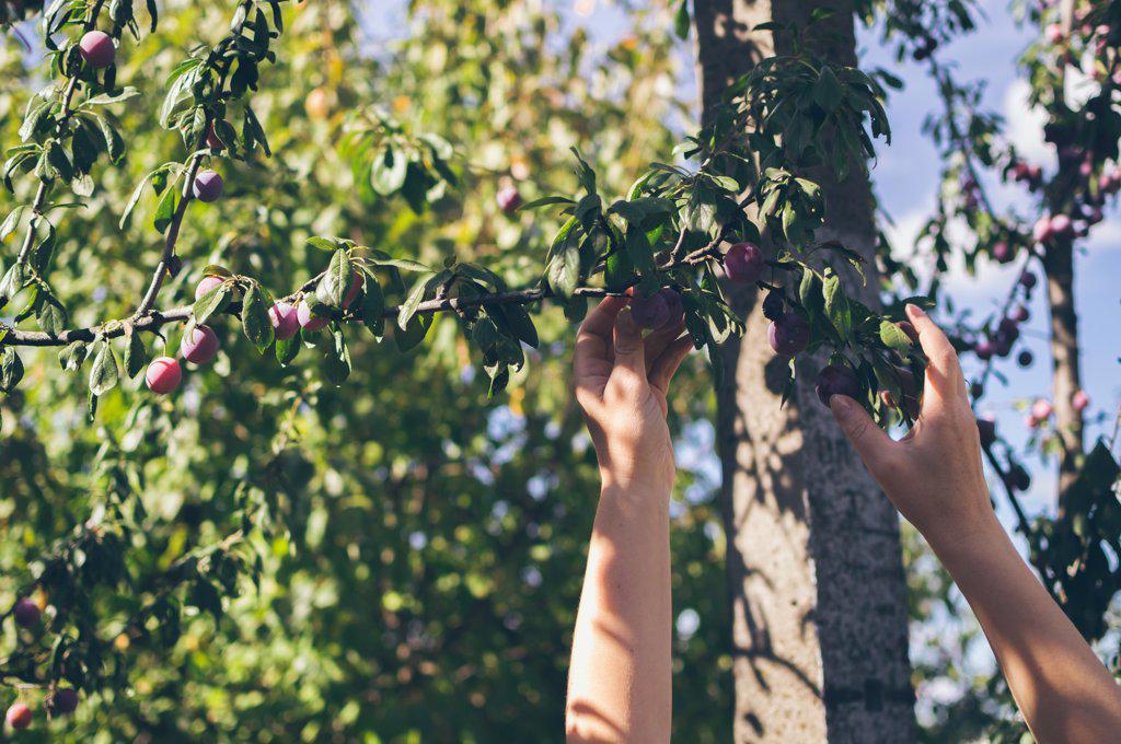 Women's hands pluck red ripe plums from branch in sunlight