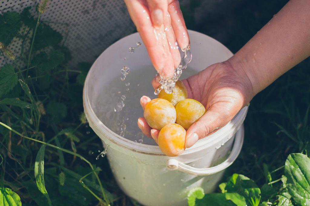 Yellow plums in drops of water  in hands washing fruits