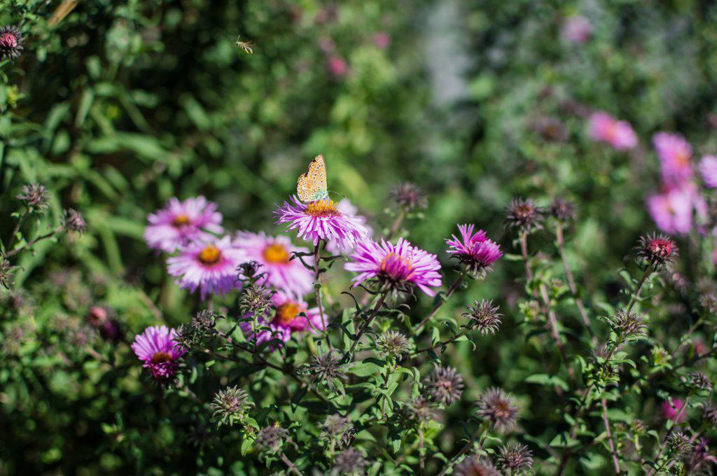 Brown butterfly Plebejus argus on perennial aster flower in garden