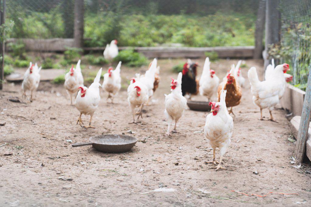 Chickens and rooster on the farm