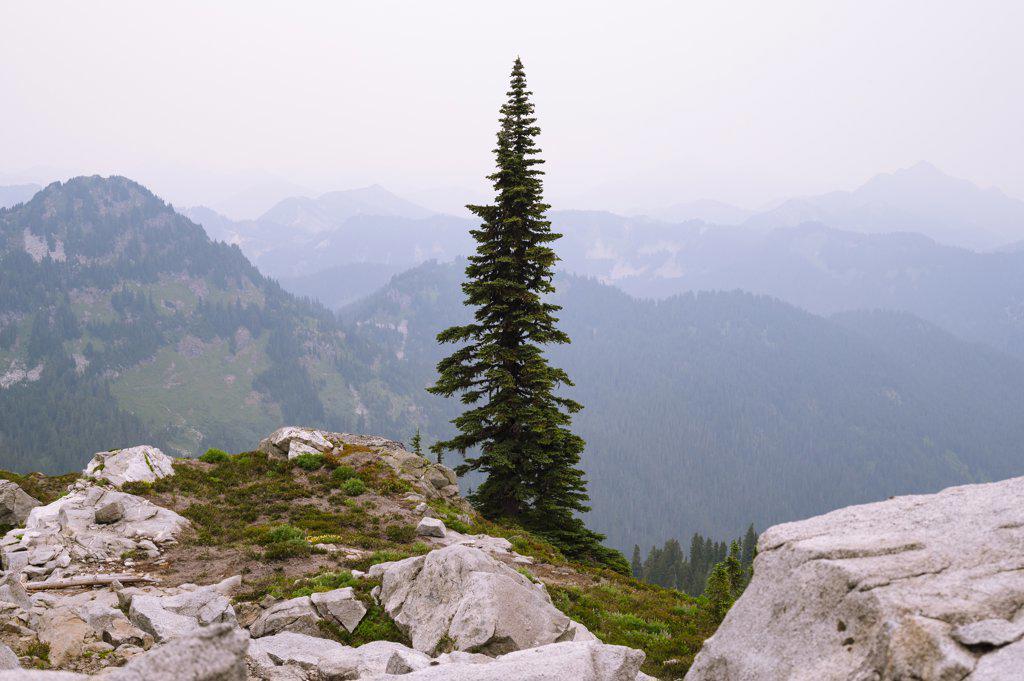 Alpine tree and smoke filled skies in the north cascades