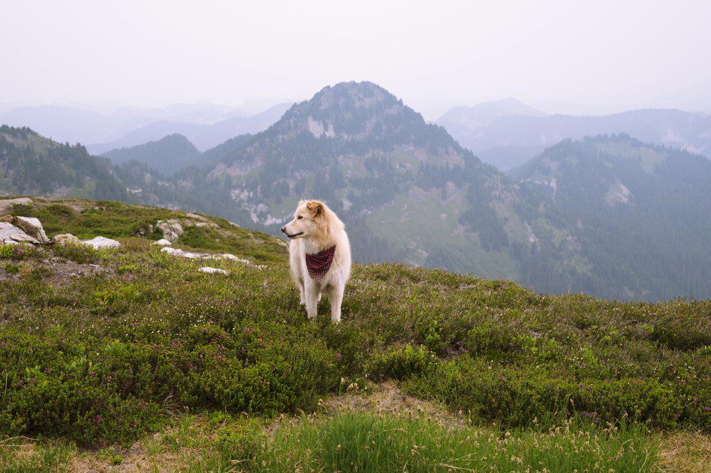 Cute fluffy dog standing in the alpine of the north cascade mountains