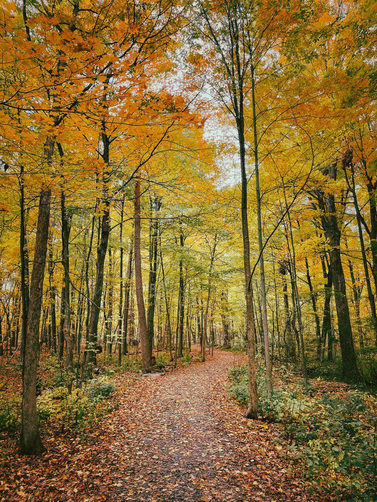 Beautiful leaf covered trail through the forest on autumn day.