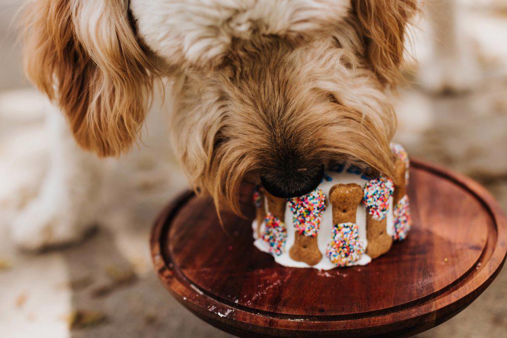 Goldendoodle eats his birthday cake outside in backyard of home