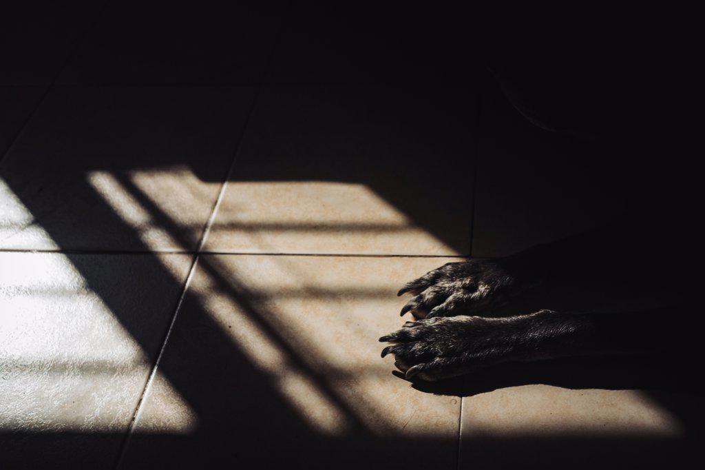 Dog paws between light and shadow