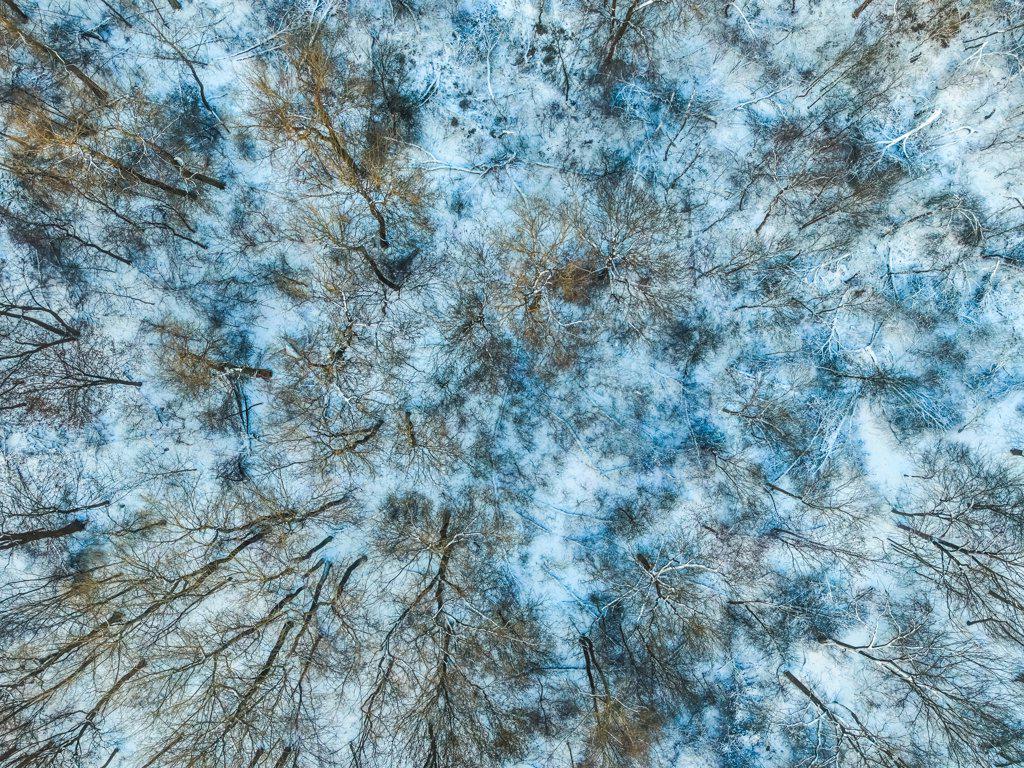 Aerial view from above of winter forest covered in snow. Pine tr