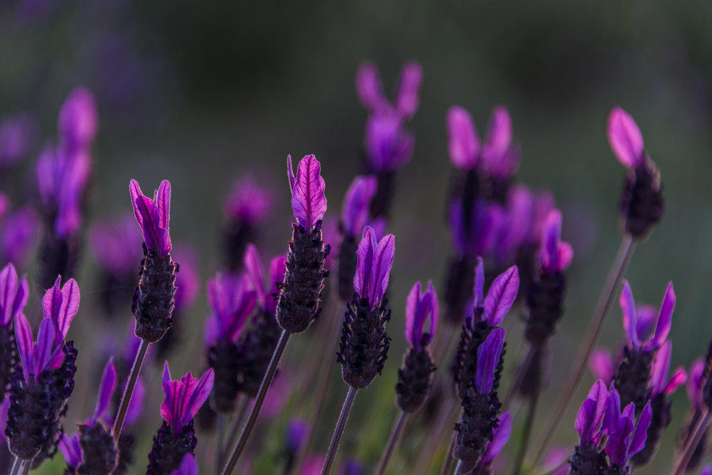 lavender flowers and the sunrise in MonfragÃ¼e NP, Extremadura, Spain