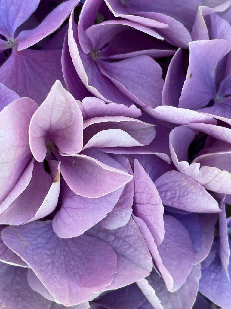 One flower purple hydrangea petals