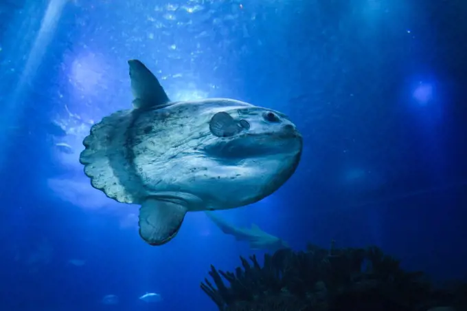 sunfish or common mola (Mola mola) swiming in the ocean