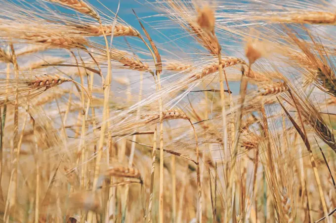 Natural warm background with spikelets of wheat and blue sky