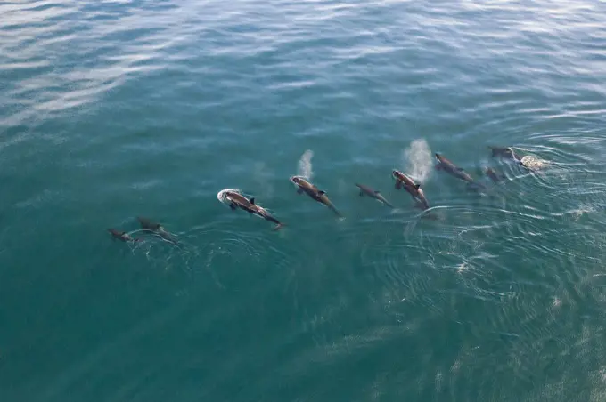A group of orcas swimming in the coast of La Paz, Baja California.