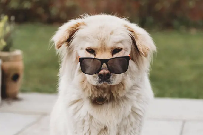 Cute dog wearing sunglasses looking at camera with tongue out