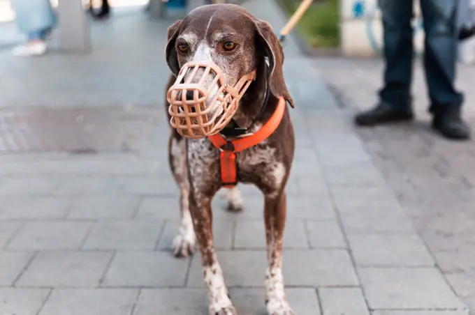 German Shorthaired Pointer dog in muzzle and on leash