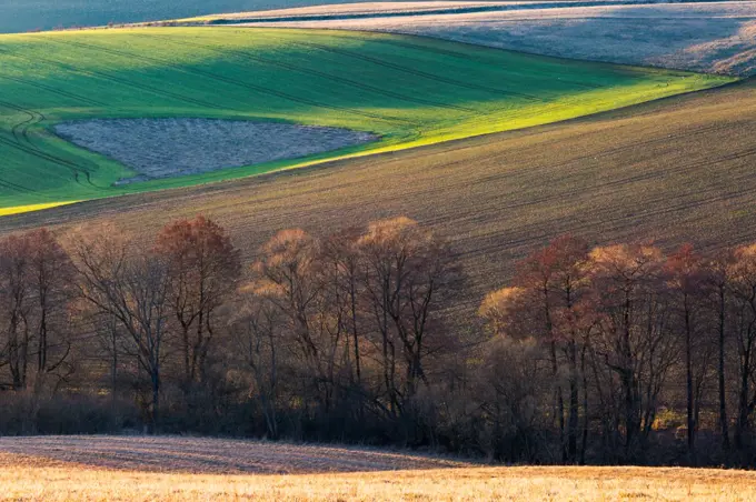 Trees in the fields of Turiec region, Slovakia.