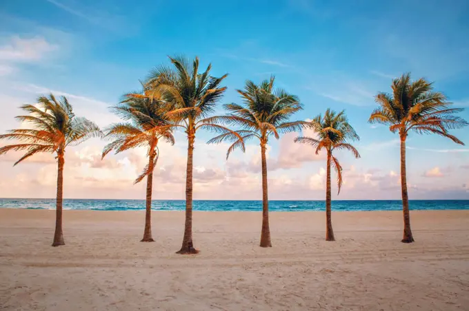Florida empty beach landscape with six palm trees and ocean at sunset.