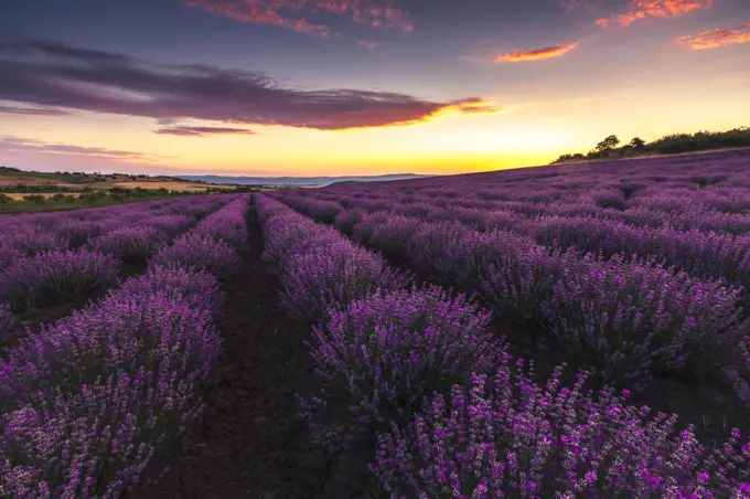 Lavender field at sunrise - Bulgarian lavender field