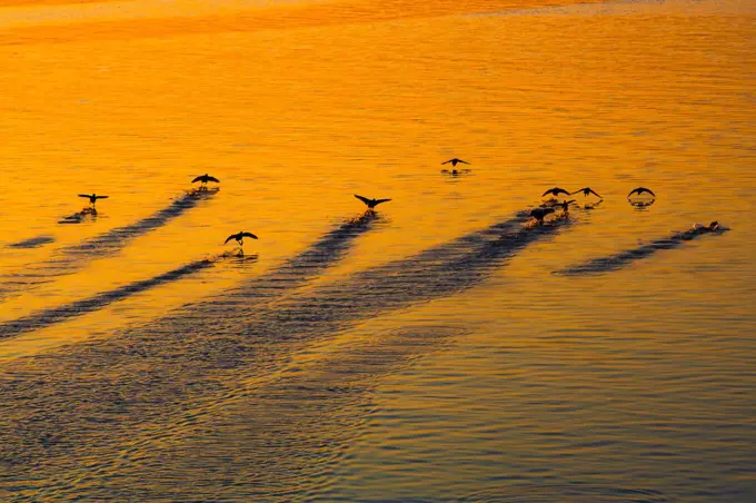 Sunset Birds - Duck flying low above the sea