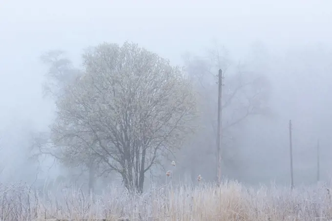 Frost covered willows on a foggy morning, Turiec region, Slovakia.