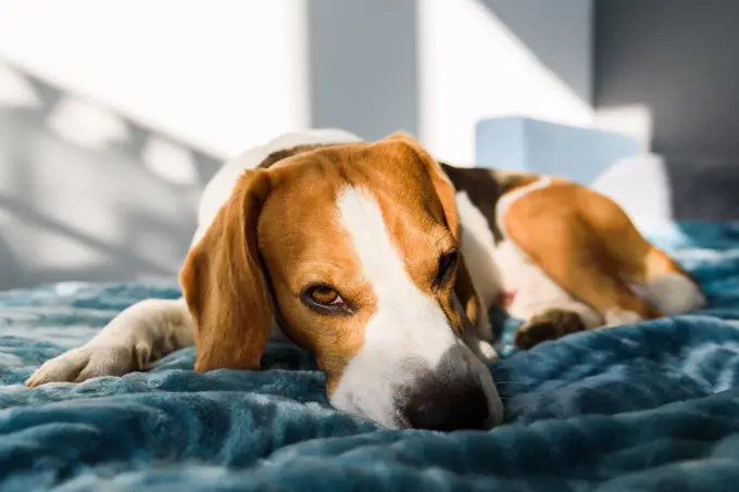 Beagle dog sleeping at bed in bright interior. Pet at home concept