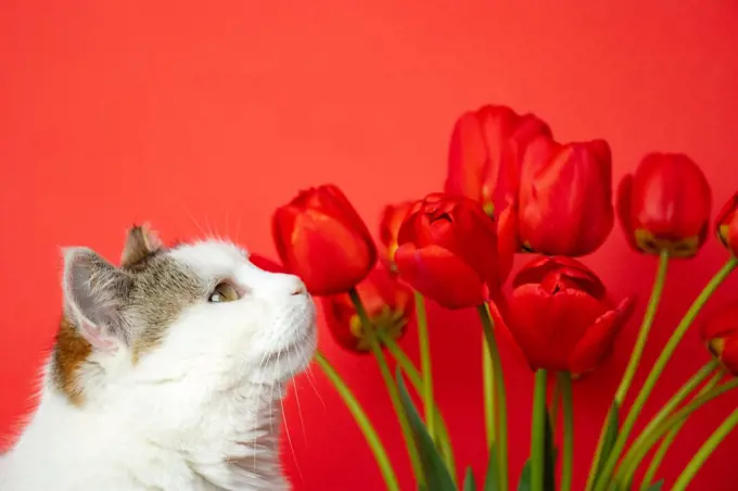 Cat and red flowers on a red background
