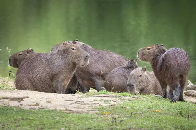 Beautiful view to group of capybaras (big rodent) on green rainforest