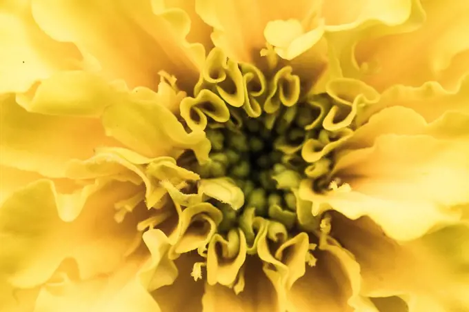Yellow flower image macro photography