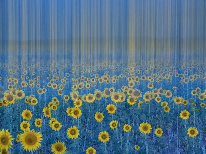 Sunflowers field. Artistic photography. Villafafila