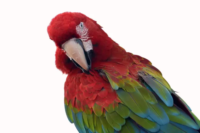 Close up photo of a macaw parrot
