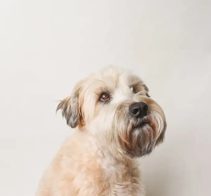 Soft coated wheaten terrier dog against white background.
