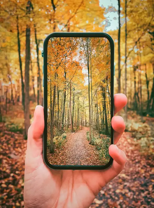 Close up of hand holding cellphone with autumn forest scene on screen.