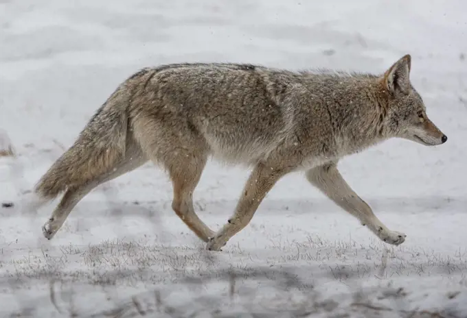 Coyote on the move during a Colorado snow storm