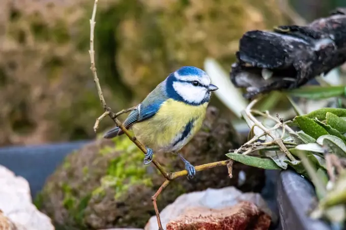 blue tit bird posed in search of food