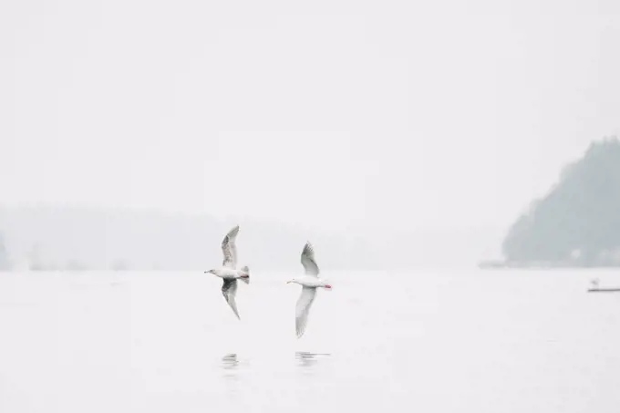 Two sea gulls chasing each other over Puget Sound