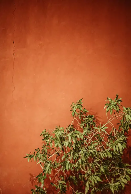 Textured orange wall background with green bush, place for text